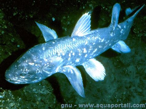 Sarcopterygii .